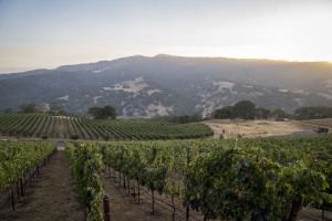 quantumlimitvineyard