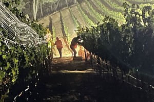 Harvest-2021-b